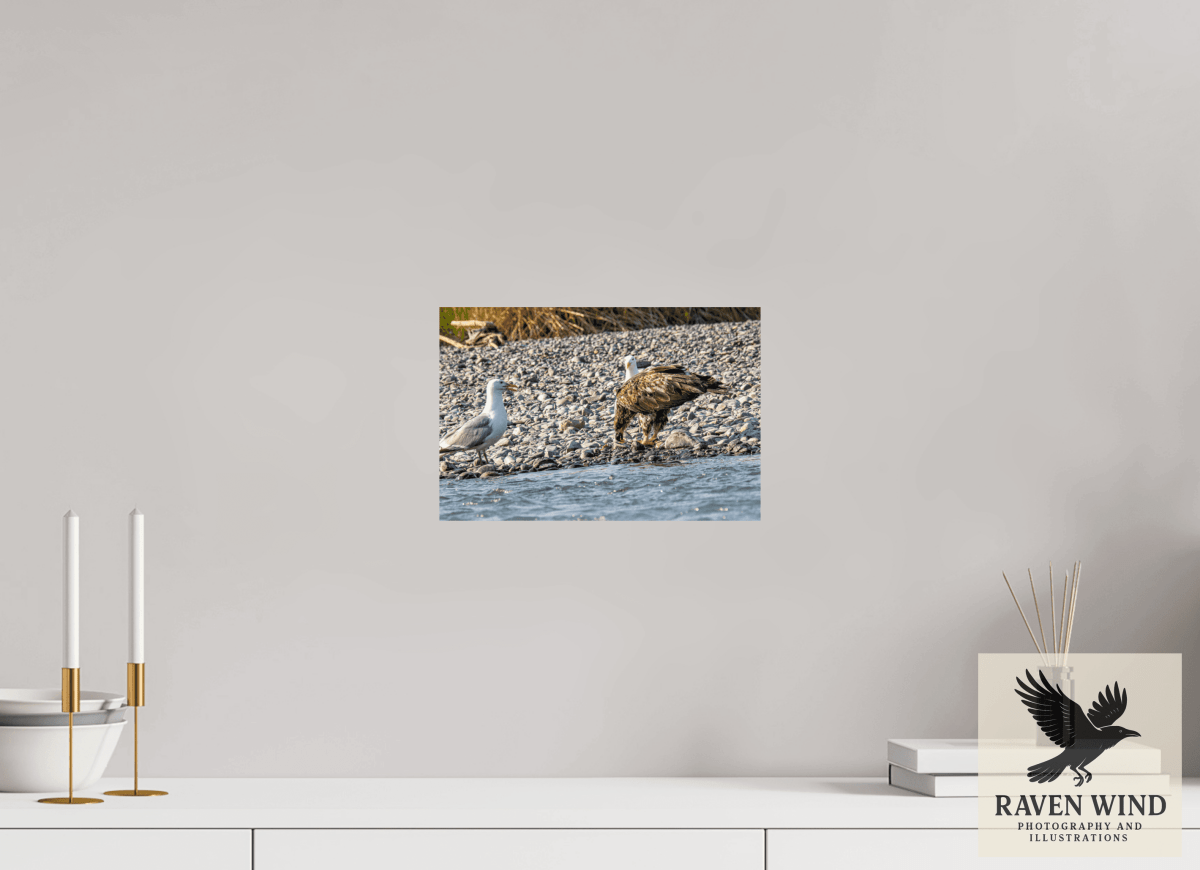 Raven Wind Photography & Illustrations-Mine? Mine? - Bald Eagle and Seagull Standoff Fine Art Wildlife Print -