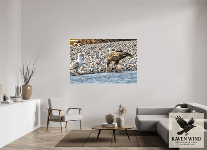 Raven Wind Photography & Illustrations-Mine? Mine? - Bald Eagle and Seagull Standoff Fine Art Wildlife Print -