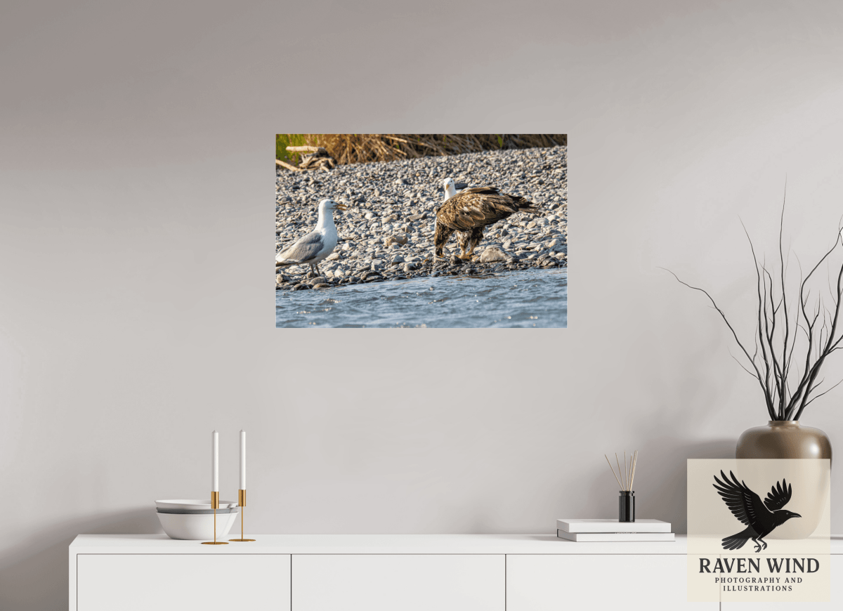 Raven Wind Photography & Illustrations-Mine? Mine? - Bald Eagle and Seagull Standoff Fine Art Wildlife Print -