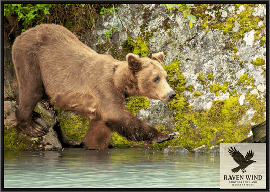 Raven Wind Photography & Illustrations-Momma on a Mission Fine Art Wildlife Print -