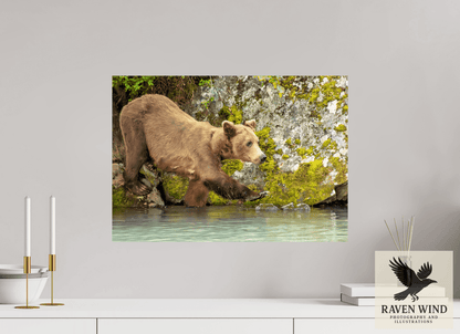 Raven Wind Photography & Illustrations-Momma on a Mission Fine Art Wildlife Print -