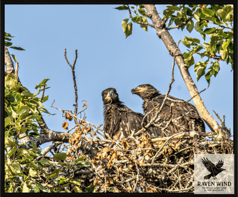 Raven Wind Photography & Illustrations-Nestmates - Young Eagles in a Woodland Fine Art Wildlife Print -
