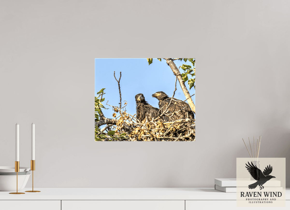 Raven Wind Photography & Illustrations-Nestmates - Young Eagles in a Woodland Fine Art Wildlife Print -