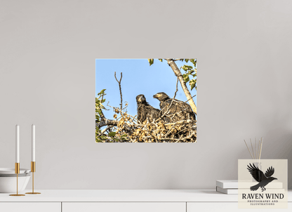 Raven Wind Photography & Illustrations-Nestmates - Young Eagles in a Woodland Fine Art Wildlife Print -