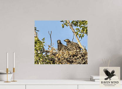 Raven Wind Photography & Illustrations-Nestmates - Young Eagles in a Woodland Fine Art Wildlife Print -