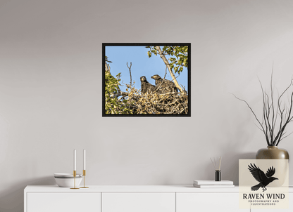 Raven Wind Photography & Illustrations-Nestmates - Young Eagles in a Woodland Fine Art Wildlife Print -