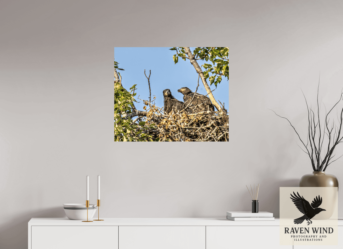 Raven Wind Photography & Illustrations-Nestmates - Young Eagles in a Woodland Fine Art Wildlife Print -