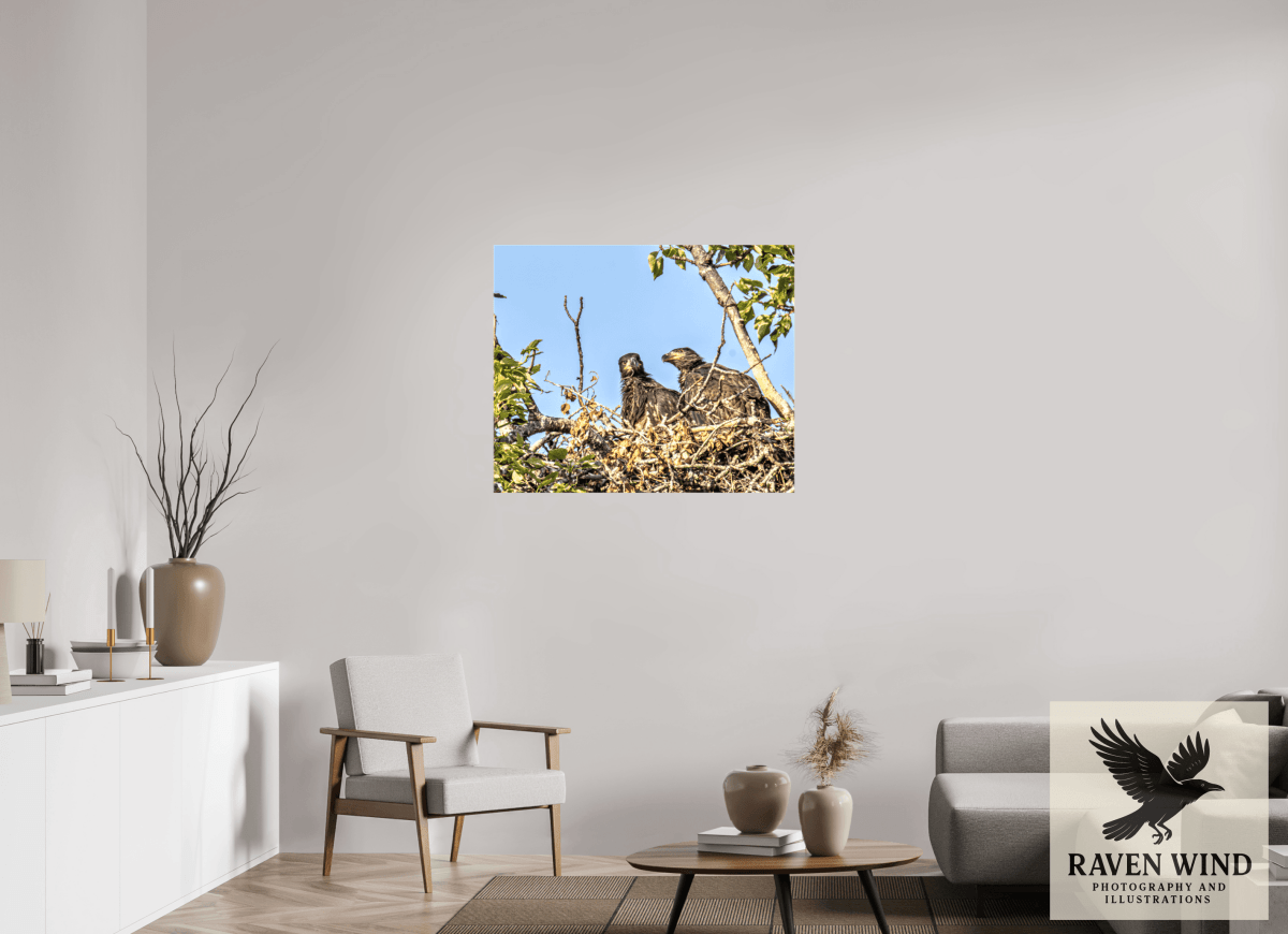 Raven Wind Photography & Illustrations-Nestmates - Young Eagles in a Woodland Fine Art Wildlife Print -