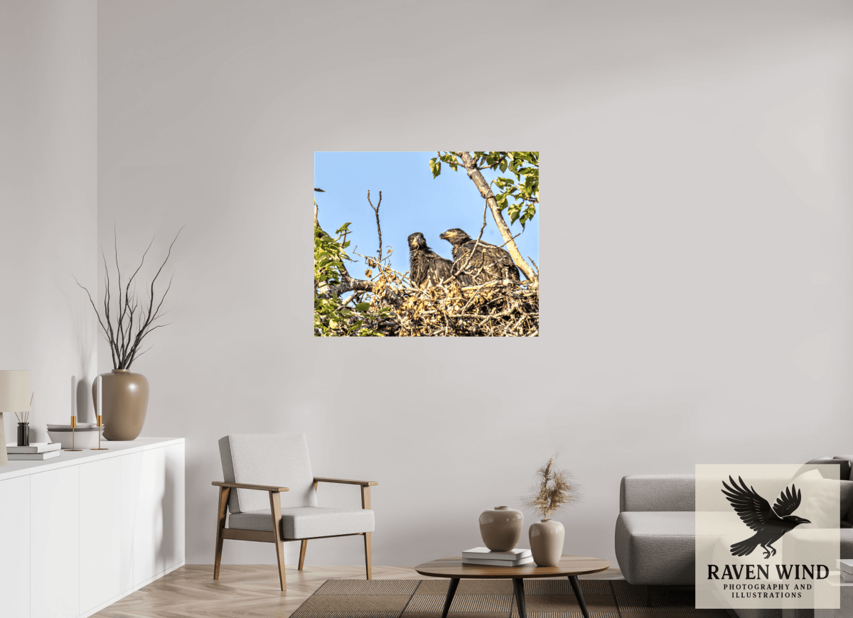 Raven Wind Photography & Illustrations-Nestmates - Young Eagles in a Woodland Fine Art Wildlife Print -