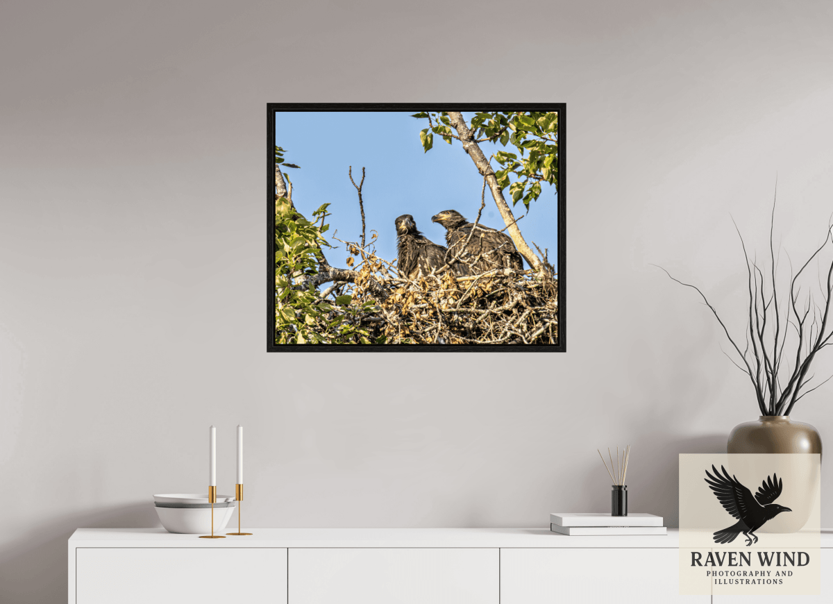 Raven Wind Photography & Illustrations-Nestmates - Young Eagles in a Woodland Fine Art Wildlife Print -