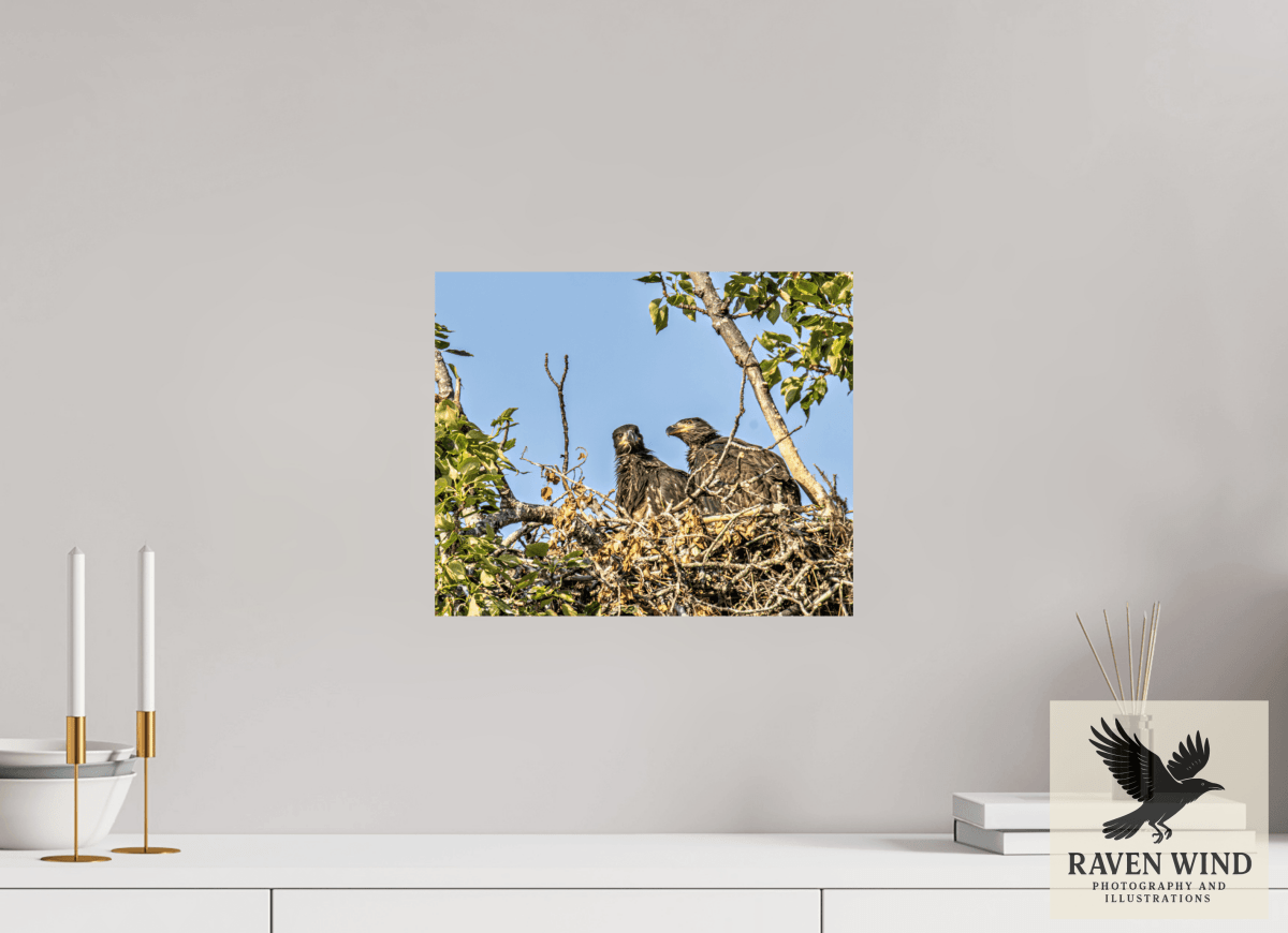 Raven Wind Photography & Illustrations-Nestmates - Young Eagles in a Woodland Fine Art Wildlife Print -