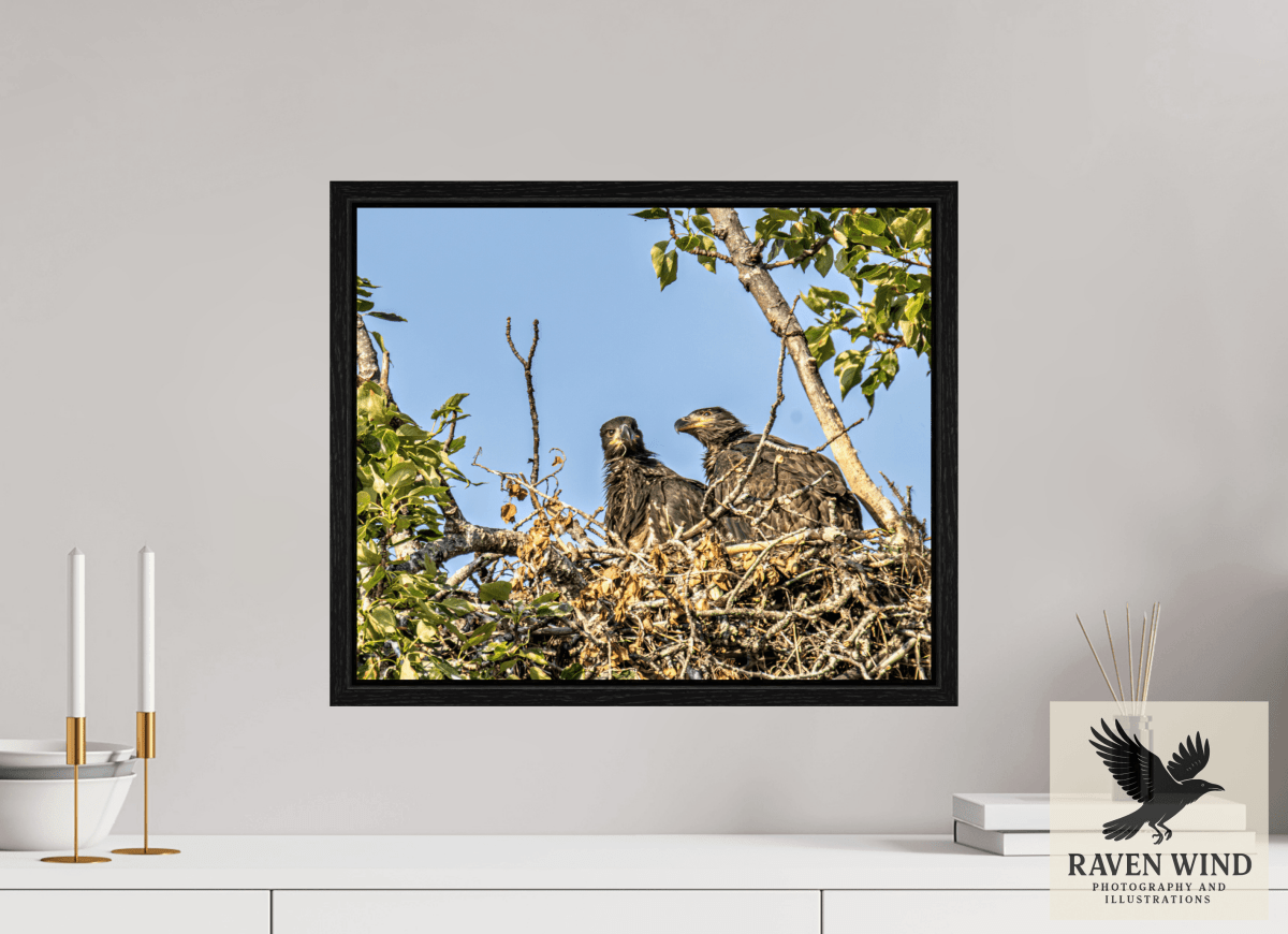 Raven Wind Photography & Illustrations-Nestmates - Young Eagles in a Woodland Fine Art Wildlife Print -