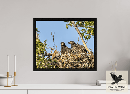 Raven Wind Photography & Illustrations-Nestmates - Young Eagles in a Woodland Fine Art Wildlife Print -