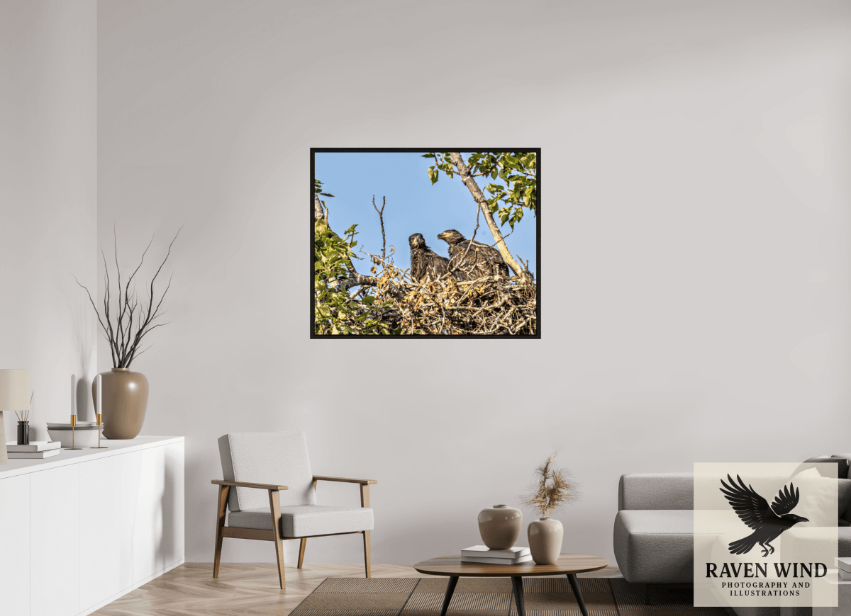 Raven Wind Photography & Illustrations-Nestmates - Young Eagles in a Woodland Fine Art Wildlife Print -