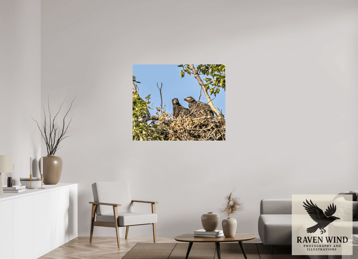 Raven Wind Photography & Illustrations-Nestmates - Young Eagles in a Woodland Fine Art Wildlife Print -