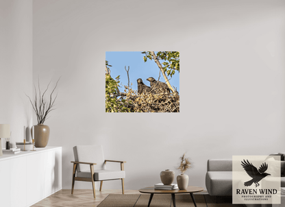 Raven Wind Photography & Illustrations-Nestmates - Young Eagles in a Woodland Fine Art Wildlife Print -