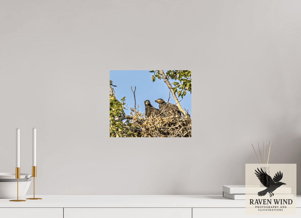 Raven Wind Photography & Illustrations-Nestmates - Young Eagles in a Woodland Fine Art Wildlife Print -