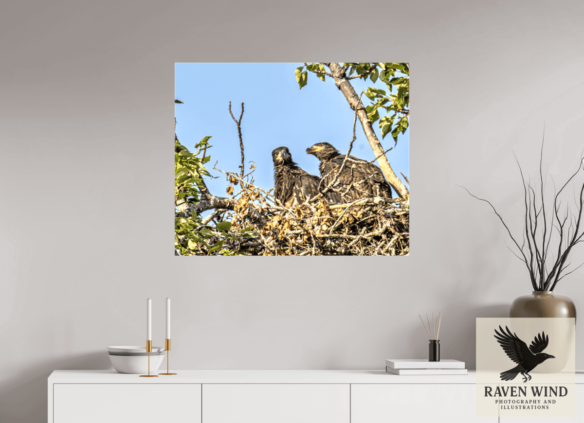 Raven Wind Photography & Illustrations-Nestmates - Young Eagles in a Woodland Fine Art Wildlife Print -
