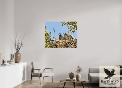 Raven Wind Photography & Illustrations-Nestmates - Young Eagles in a Woodland Fine Art Wildlife Print -