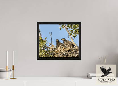 Raven Wind Photography & Illustrations-Nestmates - Young Eagles in a Woodland Fine Art Wildlife Print -
