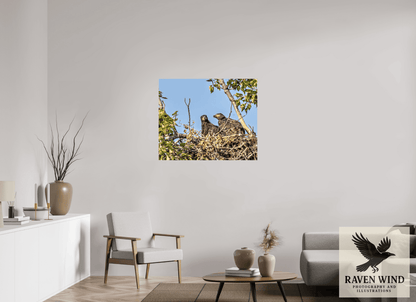 Raven Wind Photography & Illustrations-Nestmates - Young Eagles in a Woodland Fine Art Wildlife Print -