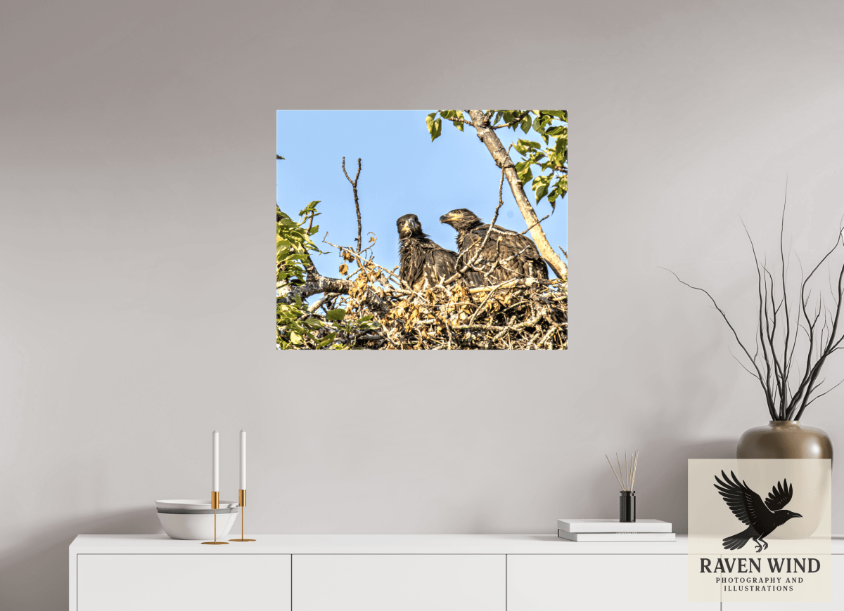 Raven Wind Photography & Illustrations-Nestmates - Young Eagles in a Woodland Fine Art Wildlife Print -