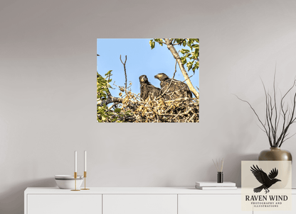 Raven Wind Photography & Illustrations-Nestmates - Young Eagles in a Woodland Fine Art Wildlife Print -
