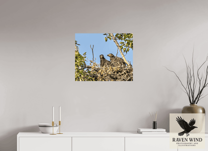 Raven Wind Photography & Illustrations-Nestmates - Young Eagles in a Woodland Fine Art Wildlife Print -