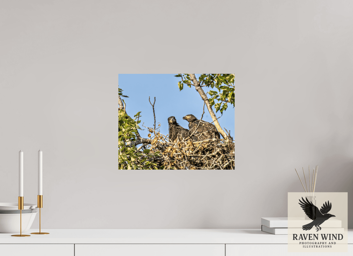 Raven Wind Photography & Illustrations-Nestmates - Young Eagles in a Woodland Fine Art Wildlife Print -