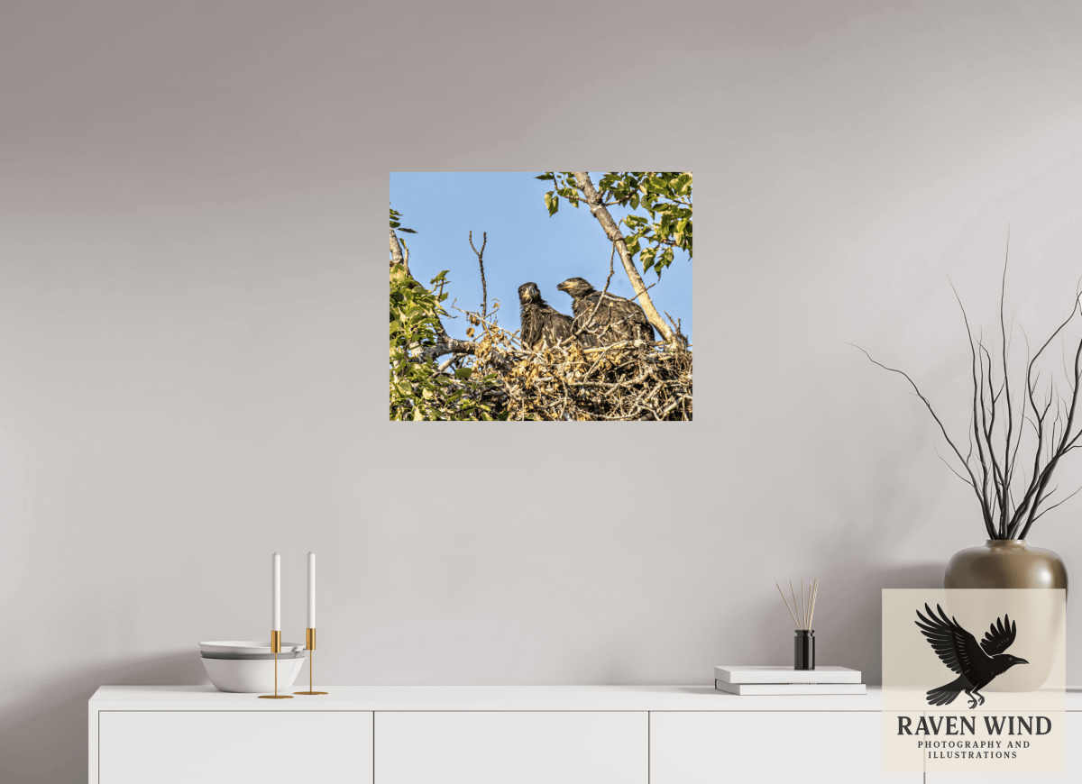 Raven Wind Photography & Illustrations-Nestmates - Young Eagles in a Woodland Fine Art Wildlife Print -