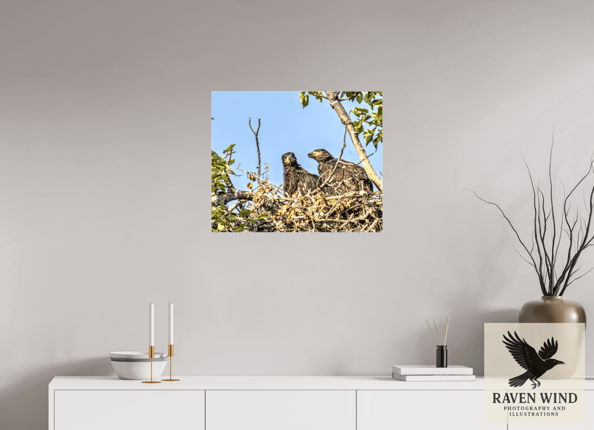 Raven Wind Photography & Illustrations-Nestmates - Young Eagles in a Woodland Fine Art Wildlife Print -