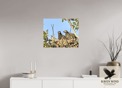Raven Wind Photography & Illustrations-Nestmates - Young Eagles in a Woodland Fine Art Wildlife Print -