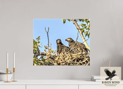 Raven Wind Photography & Illustrations-Nestmates - Young Eagles in a Woodland Fine Art Wildlife Print -