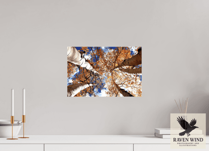 Raven Wind Photography & Illustrations-Reaching for the Sky - Aspens in the Fall Fine Art Nature Print -