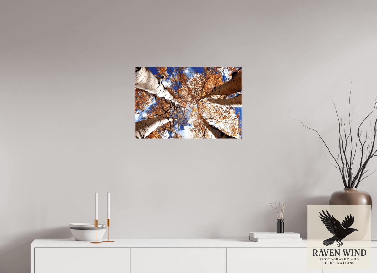 Raven Wind Photography & Illustrations-Reaching for the Sky - Aspens in the Fall Fine Art Nature Print -