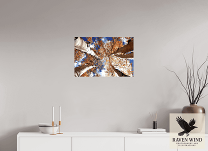 Raven Wind Photography & Illustrations-Reaching for the Sky - Aspens in the Fall Fine Art Nature Print -