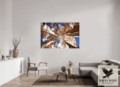Raven Wind Photography & Illustrations-Reaching for the Sky - Aspens in the Fall Fine Art Nature Print -
