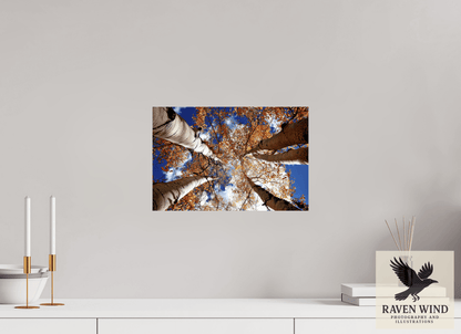 Raven Wind Photography & Illustrations-Reaching for the Sky - Aspens in the Fall Fine Art Nature Print -