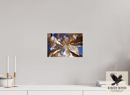 Raven Wind Photography & Illustrations-Reaching for the Sky - Aspens in the Fall Fine Art Nature Print -