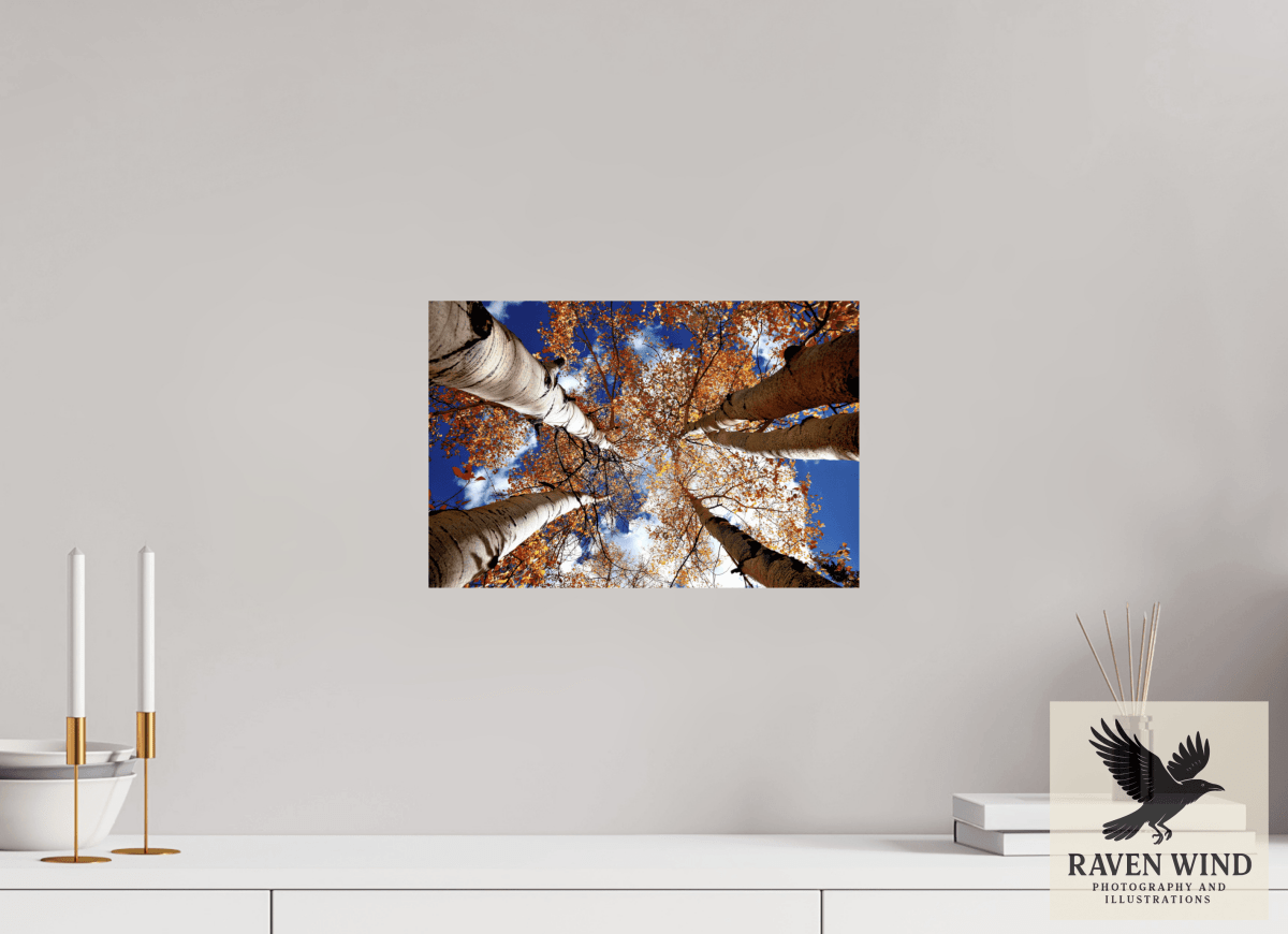 Raven Wind Photography & Illustrations-Reaching for the Sky - Aspens in the Fall Fine Art Nature Print -