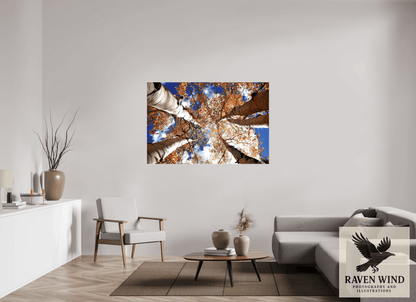 Raven Wind Photography & Illustrations-Reaching for the Sky - Aspens in the Fall Fine Art Nature Print -