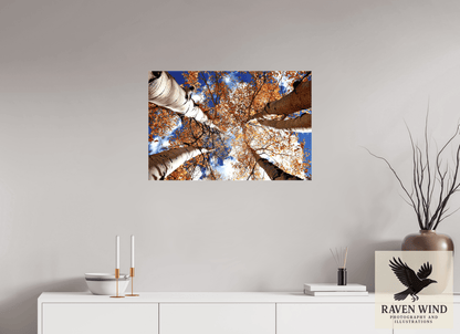 Raven Wind Photography & Illustrations-Reaching for the Sky - Aspens in the Fall Fine Art Nature Print -