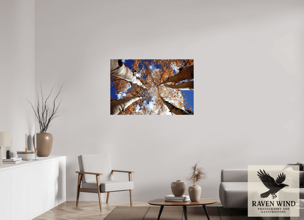 Raven Wind Photography & Illustrations-Reaching for the Sky - Aspens in the Fall Fine Art Nature Print -