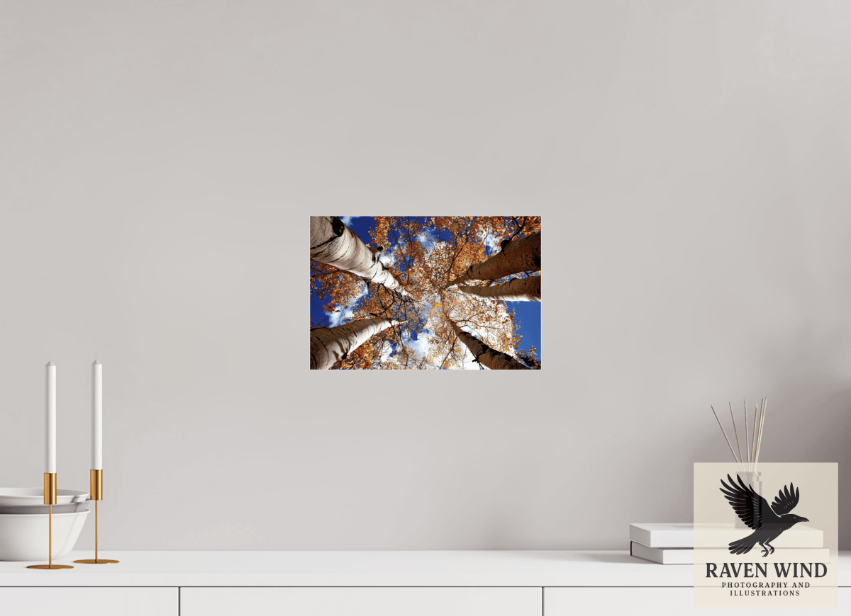 Raven Wind Photography & Illustrations-Reaching for the Sky - Aspens in the Fall Fine Art Nature Print -