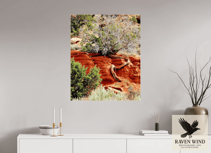 Raven Wind Photography & Illustrations-Resilient Roots Fine Art Nature Print -