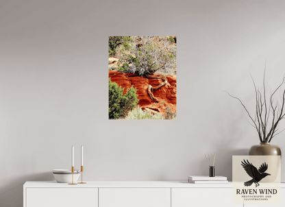 Raven Wind Photography & Illustrations-Resilient Roots Fine Art Nature Print -