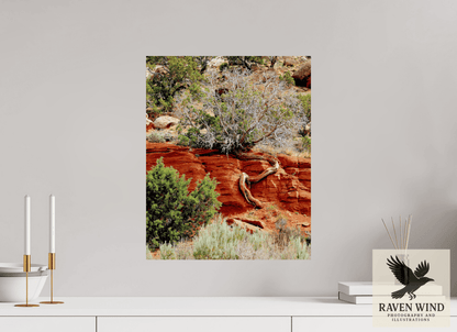 Raven Wind Photography & Illustrations-Resilient Roots Fine Art Nature Print -