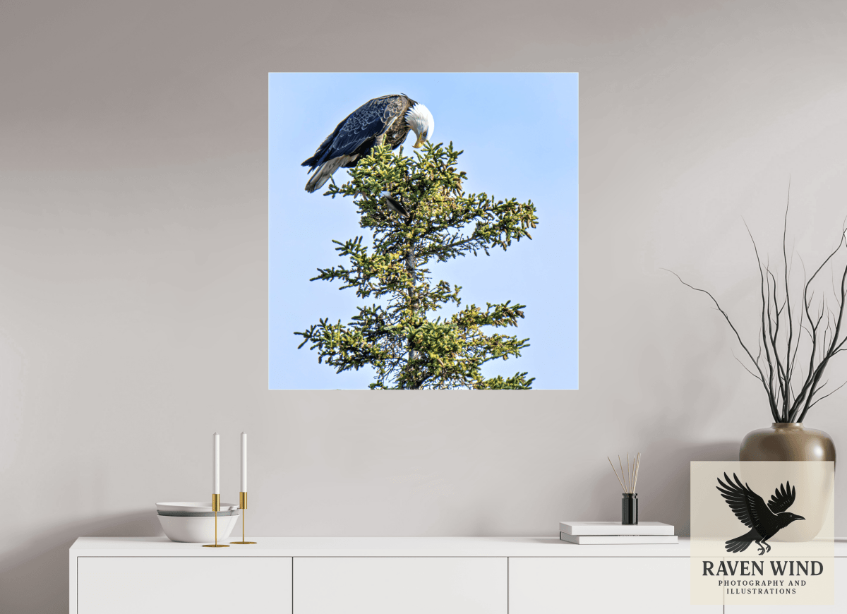 Raven Wind Photography & Illustrations-Silent Sentinel - Bald Eagle in Alaska's Pines Fine Art Wildlife Print -