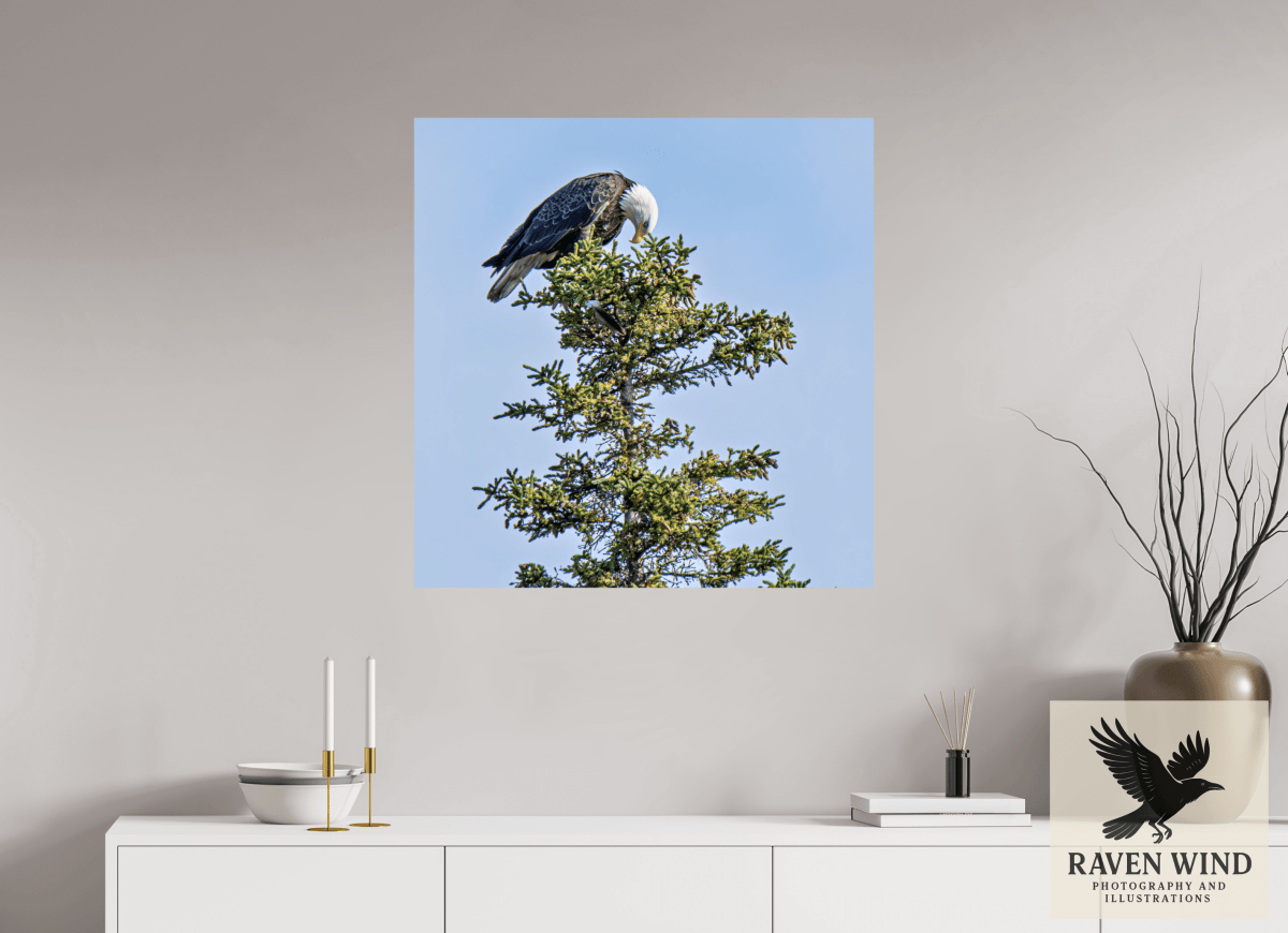 Raven Wind Photography & Illustrations-Silent Sentinel - Bald Eagle in Alaska's Pines Fine Art Wildlife Print -