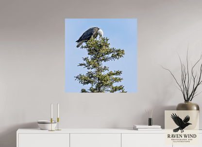 Raven Wind Photography & Illustrations-Silent Sentinel - Bald Eagle in Alaska's Pines Fine Art Wildlife Print -